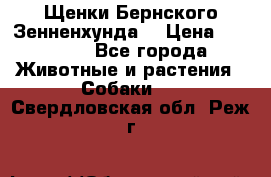 Щенки Бернского Зенненхунда  › Цена ­ 40 000 - Все города Животные и растения » Собаки   . Свердловская обл.,Реж г.